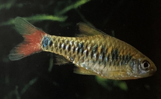 Barbus oligolepis femelle (capoeta oligolepis)